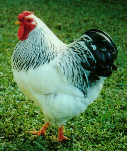 Columbian Wyandotte male rooster - B & A Anderson