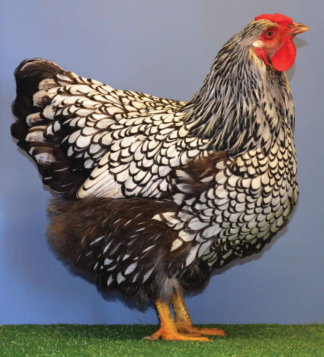 Large Silver Laced Female A&K Hayne